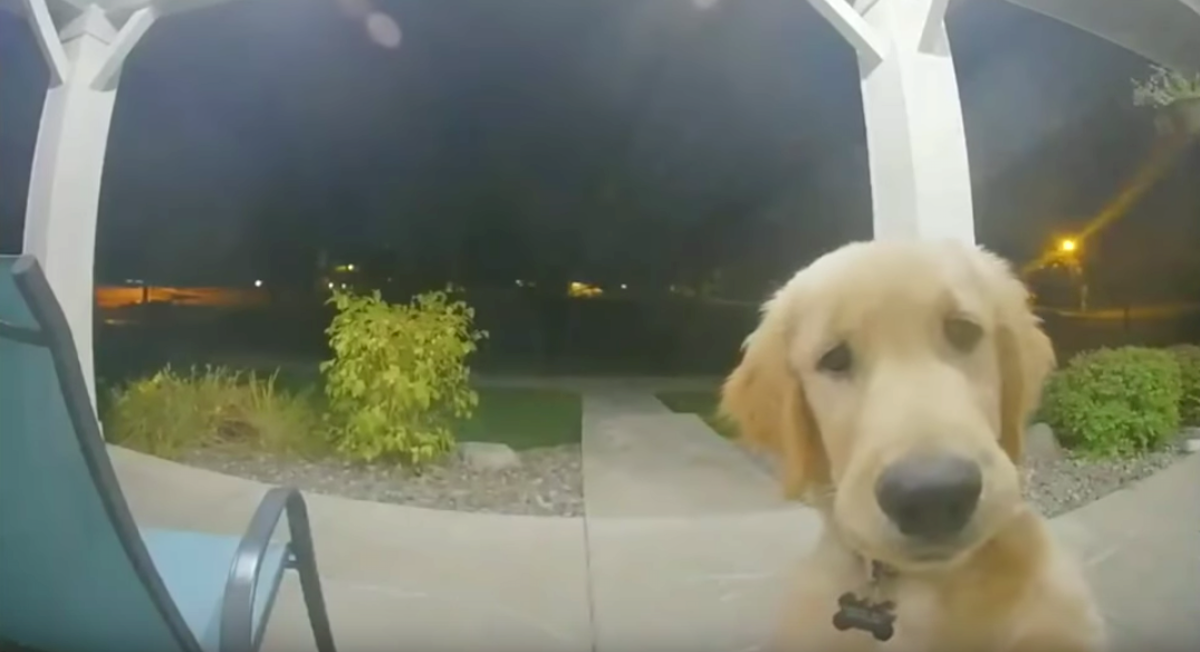 Dog Rings The Doorbell To Get Back In After Escaping The House