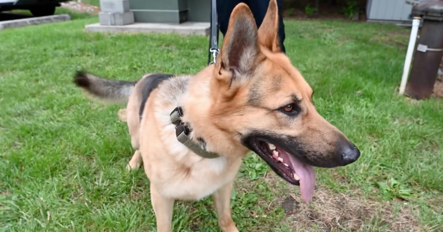 From Euthanasia List to Hero: Shelter Dog Finds New Purpose as Fire Department K9!