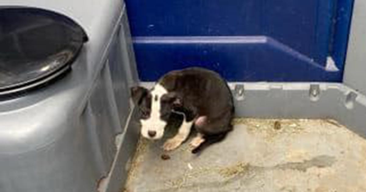 8-week-old puppy found abandoned in porta potty — rescue gives him a second chance