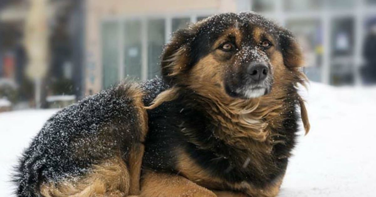 Leaving Your Pup in the Cold Could Now Be a Felony