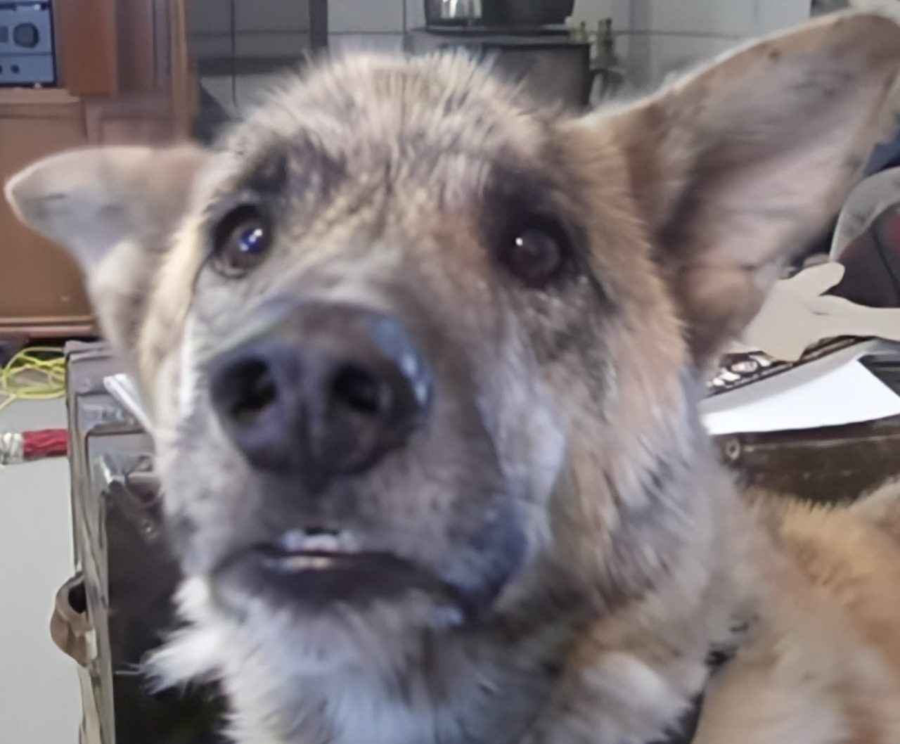 This Dog Video Is Being Called the Most Heartwarming Ever