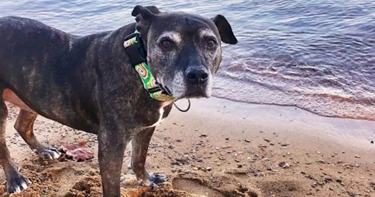 Family Adopts Shelter’s Oldest Dog and Gives Her a Dream Life—Until She’s Ready to Say Goodbye