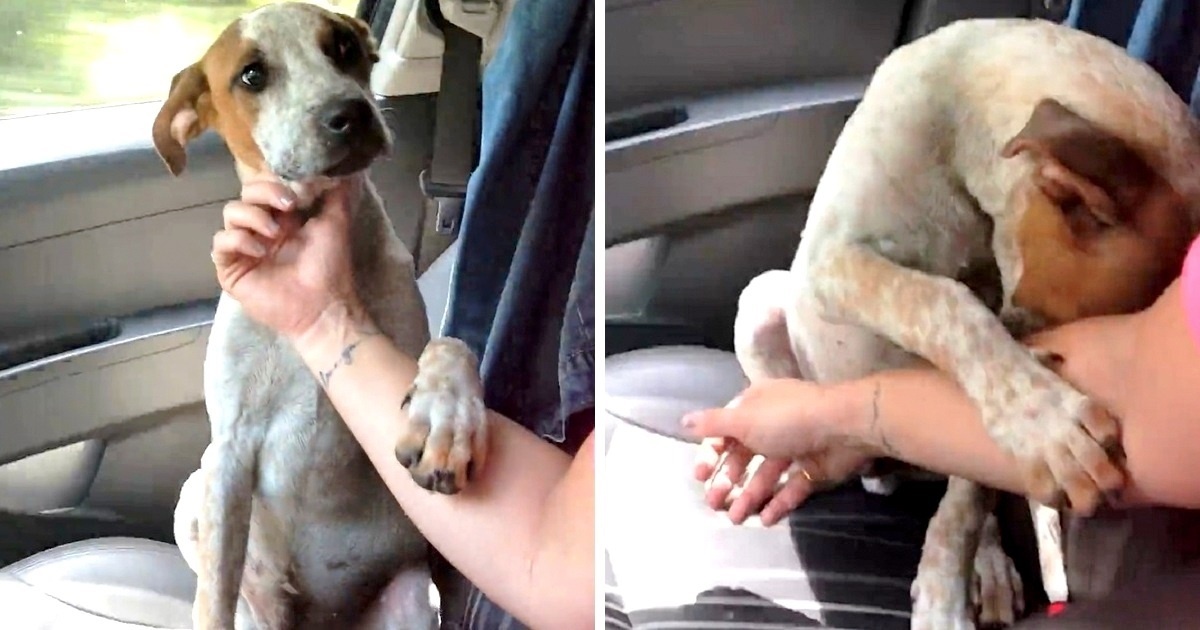 Woman Saves Struggling Chained Dog, and the Dog’s Heartfelt Gesture Melts My Heart