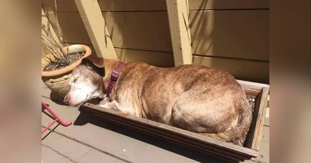 Deaf Senior Dog Gets a Fresh Start and Wakes Up to a New Life!