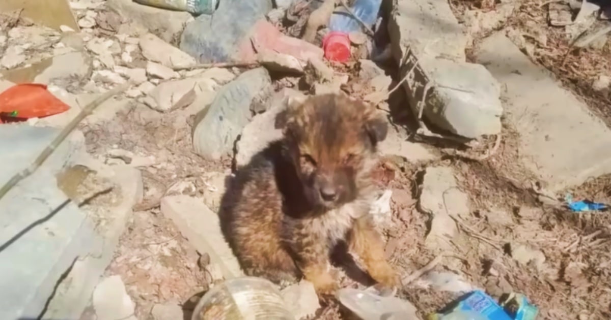 From Trash to Treasure: Puppy Rescued After Surviving on Garbage and Sleeping in a Box