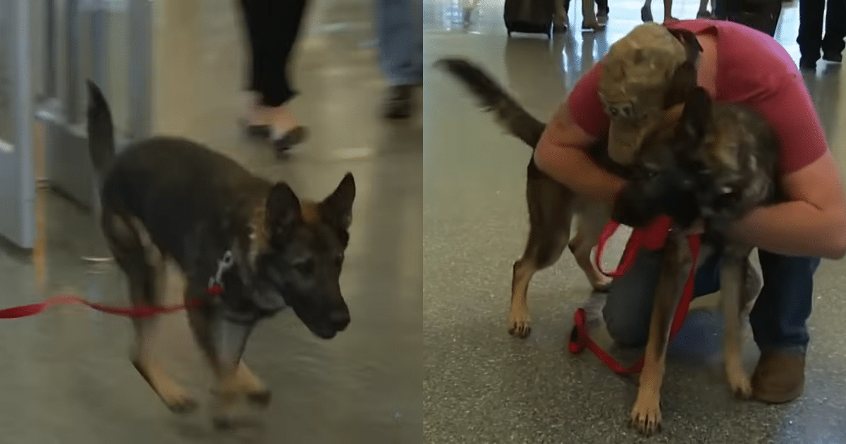 Army Specialist and His Beloved Service Dog Reunite After Three Years Apart in an Emotional Homecoming