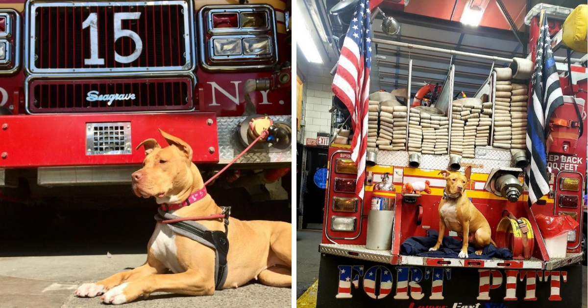 From Rescue to Hero: Pit Bull Joins Firefighting Crew and Becomes the Station’s Star!