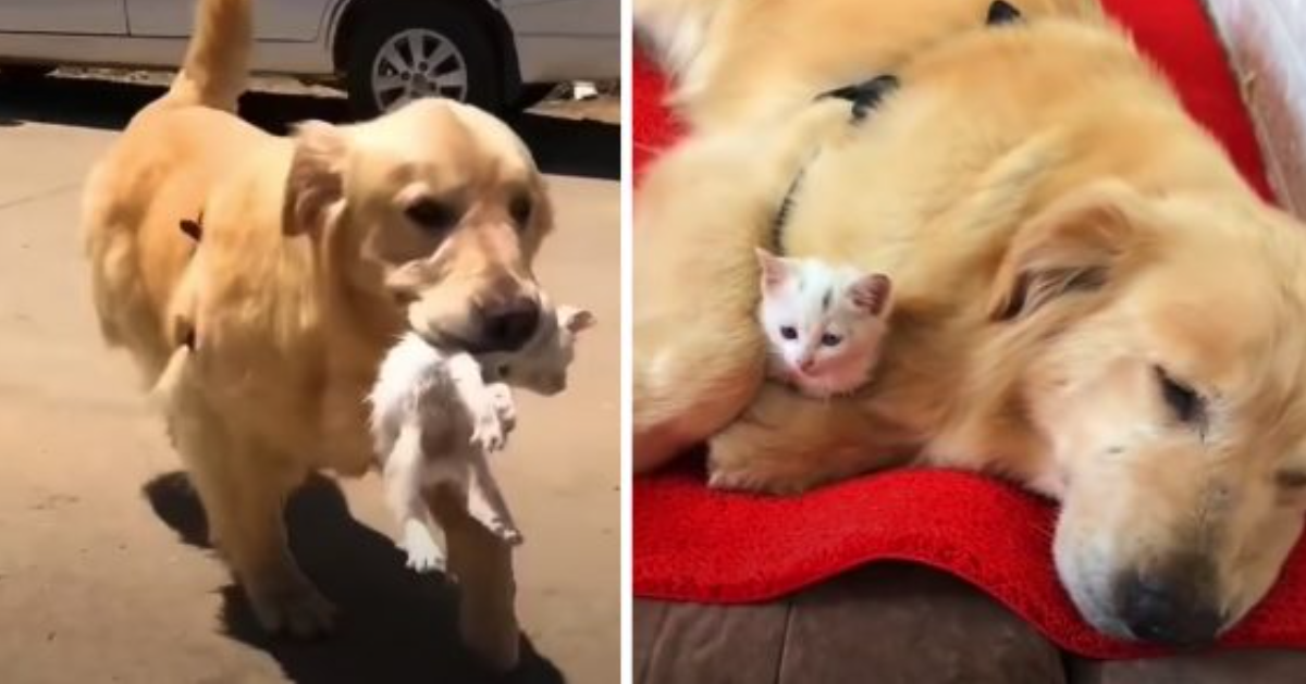 Golden Retriever Adopts Stray Kitten, Brings It Home as Her New Family Member