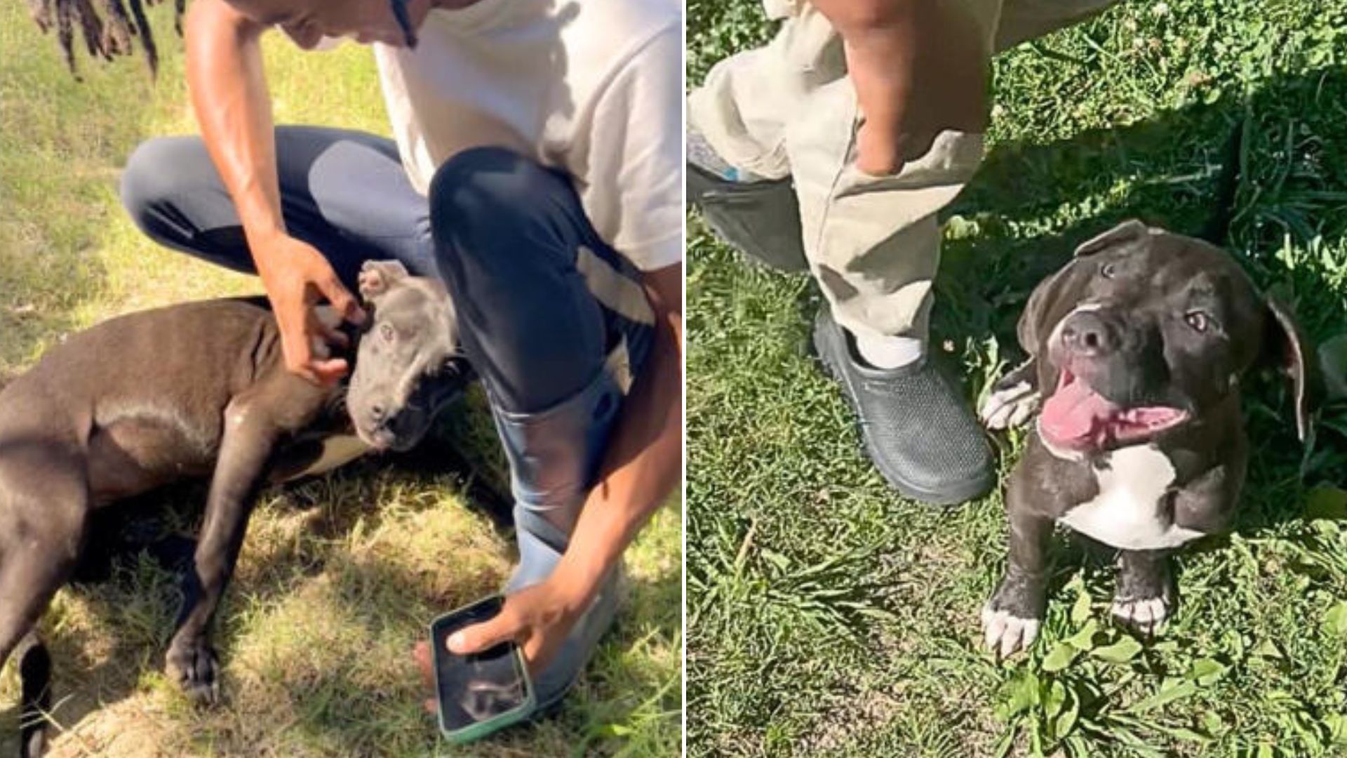 Adorable Pittie Tags Along with Little Girl and Finds a Loving Forever Home