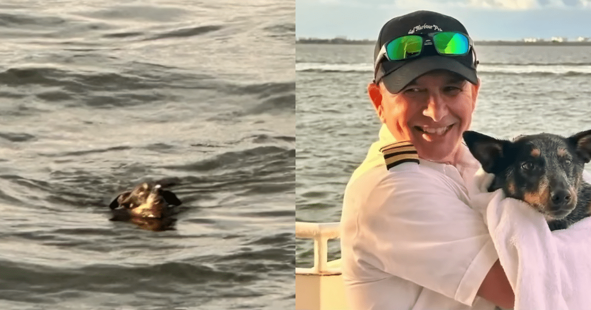 Brave Yacht Crew Leaps into Action to Save Dog Found Adrift During Luxurious Dinner Cruise!