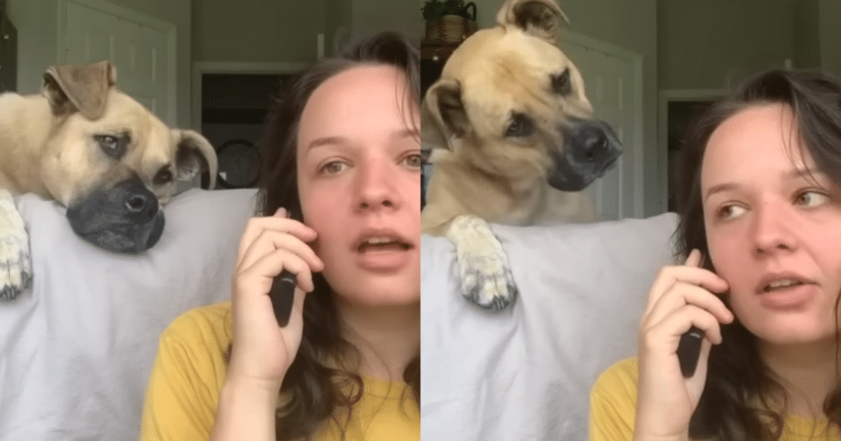 Adorable Pooch Can’t Contain Excitement Hearing Favorite Words in Owner’s Playful Phone Call!