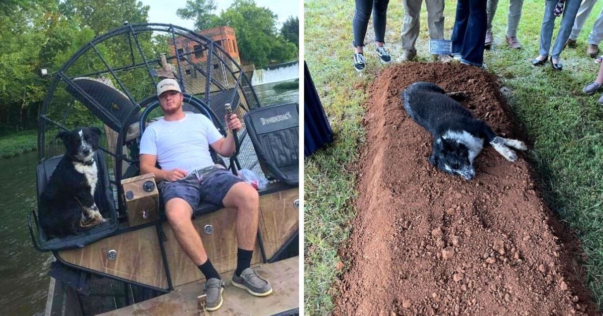 Heartbroken Dog Lies by Owner’s Grave and Refuses to Leave—A True Testament to Loyalty