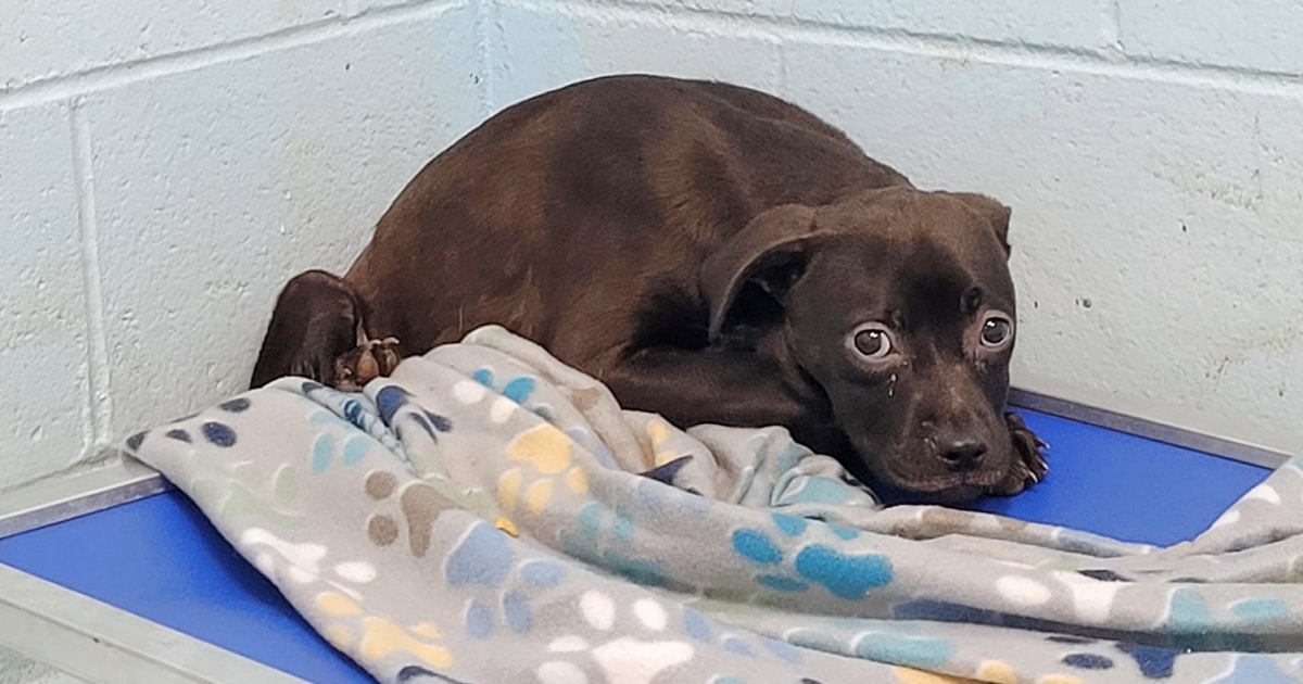 This Nervous Shelter Pup Prepares to Show Her True Colors