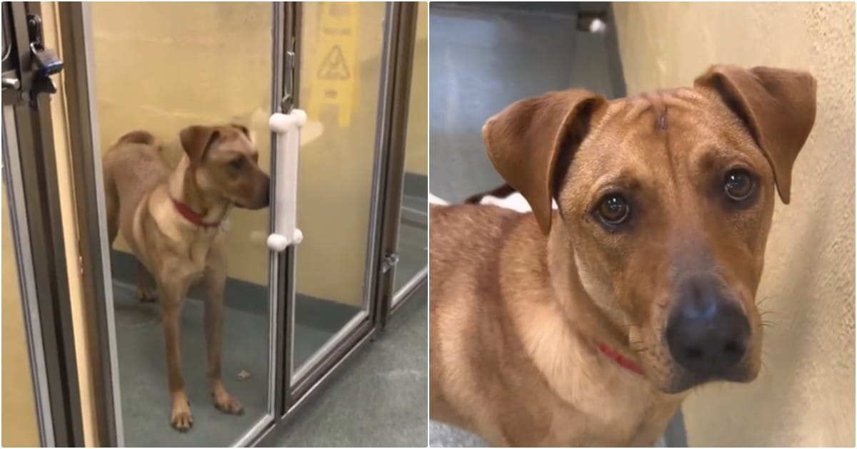 Adorable Dog Returned to Shelter Three Times for Being ‘Needy’ Still Desperately Seeks Forever Home