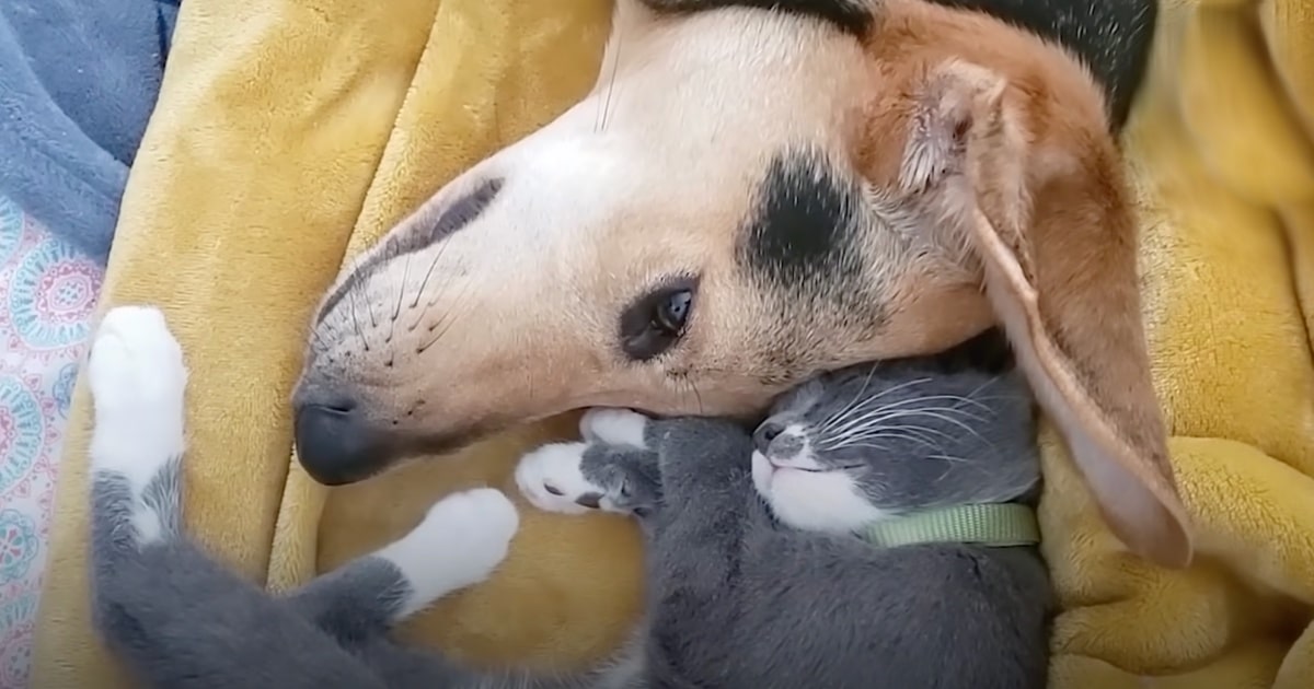 Woman Introduces Cat to Mourning Dog, Captures Touching Moment the Next Day