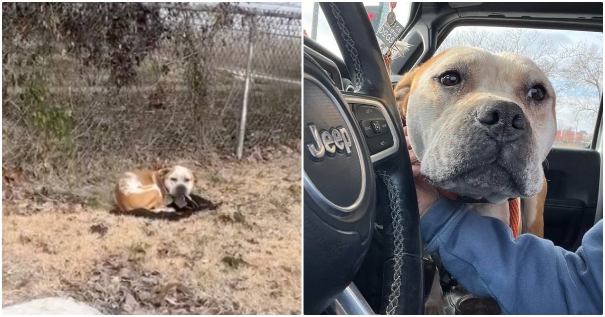 Abandoned Dog Finds Hope and a Voice with the Woman Who Rescues Him