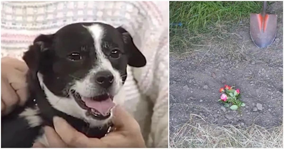 Family Buries Dog After Car Accident—Only to Find Him Waiting at Their Door the Next Day!