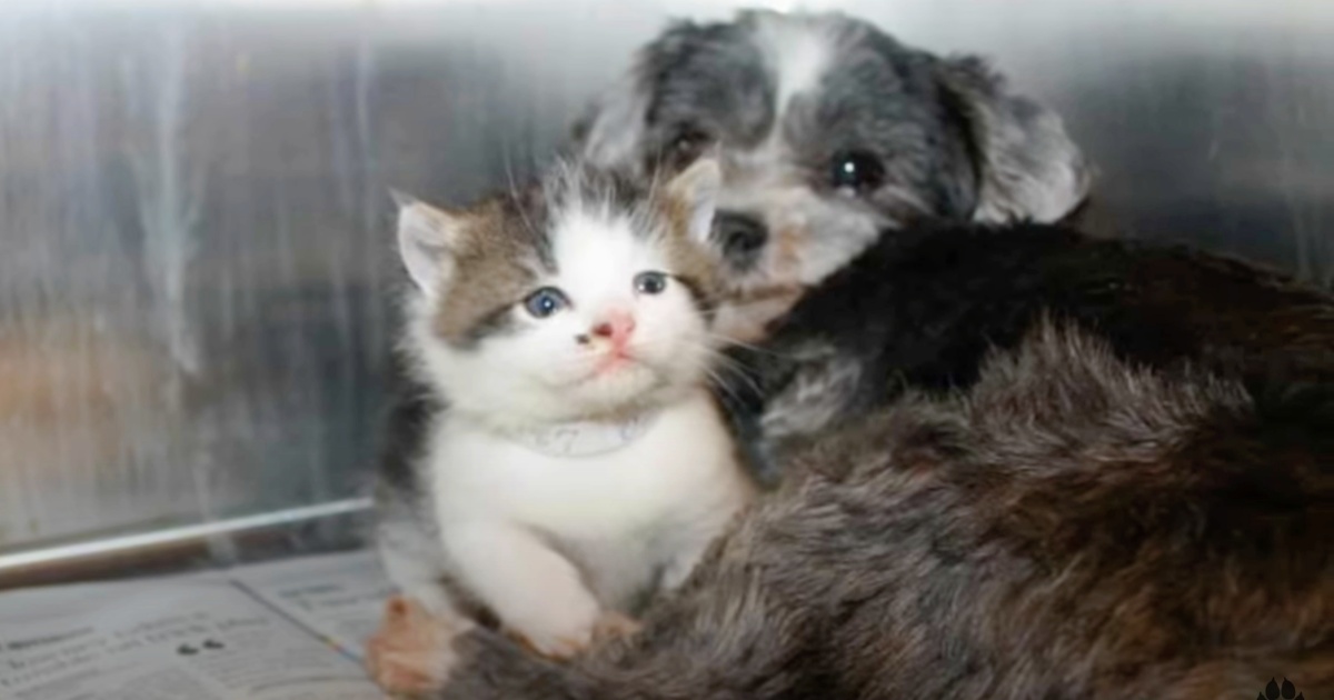 Brave Stray Dog Risks It All to Rescue Abandoned Kitten Trapped in Ravine