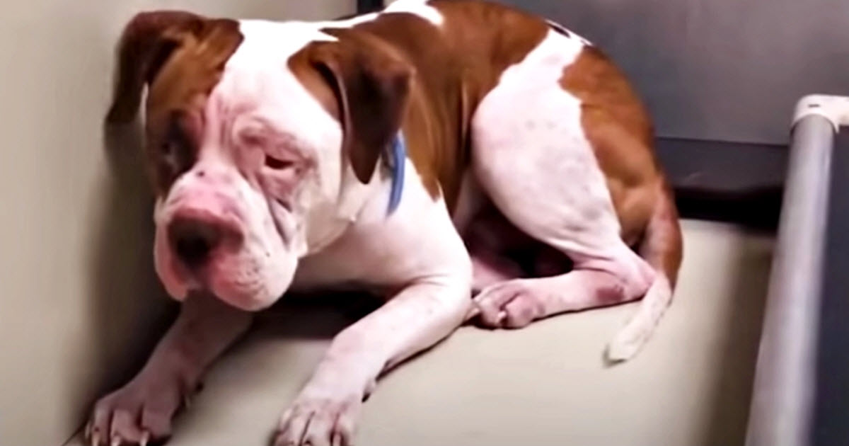 Frightened Pit Bull Stays Huddled in Shelter Until a Gentle Voice Encourages Her to Take a Step Forward