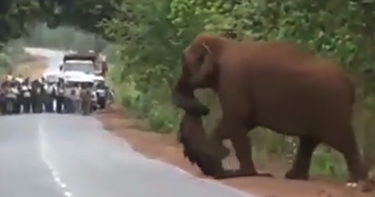 Grieving Elephants Hold Heartfelt Procession, Mourning Their Lost Calf in a Human-Like Funeral Ritual