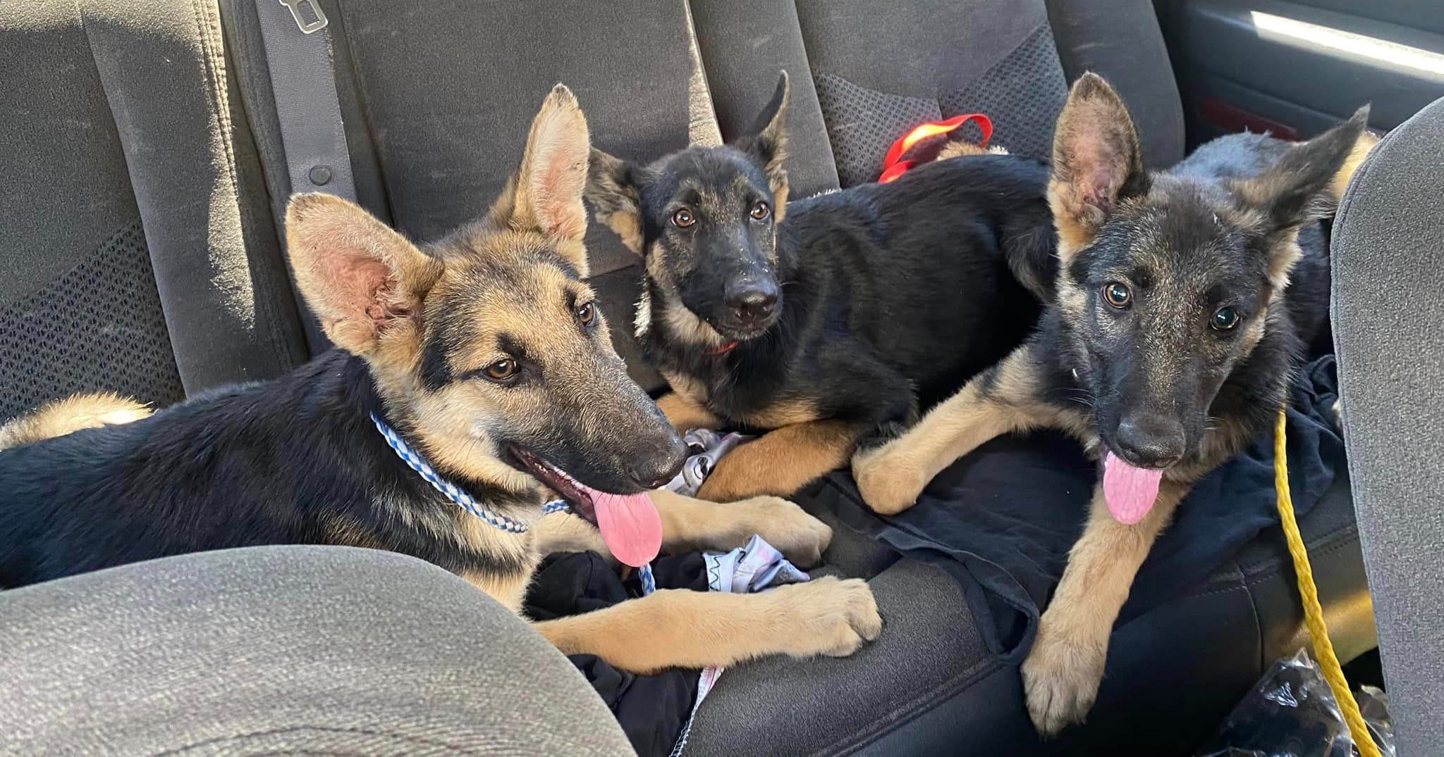 Three malnourished German Shepherd puppies abandoned in a dumpster find a savior in a kind-hearted stranger