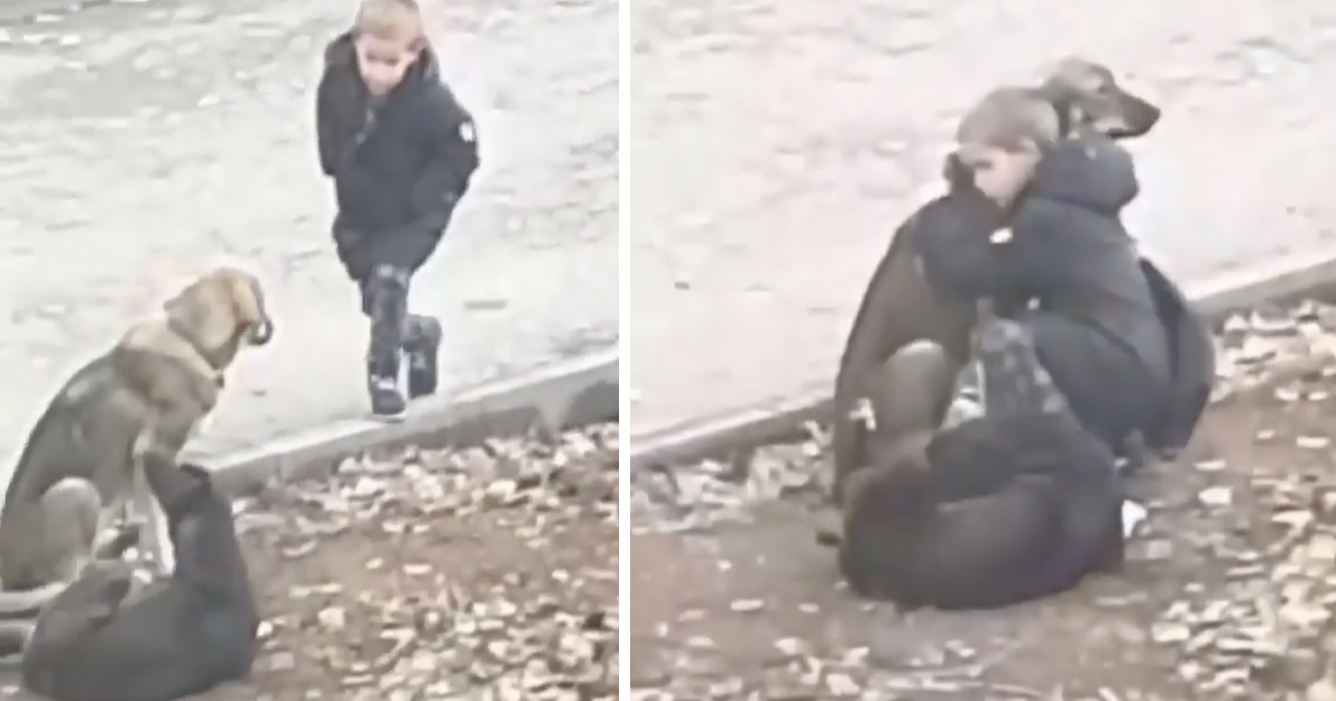 Stranger Spots Young Boy Embracing Street Dogs While Heading to School