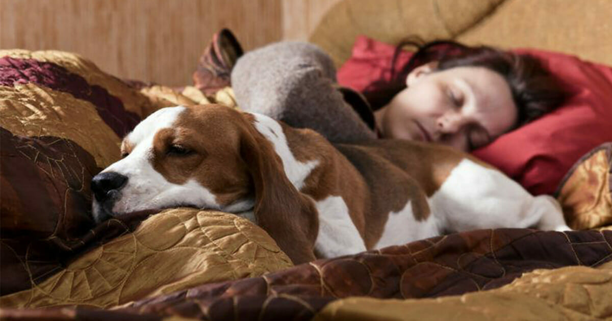 8 Surprising Effects on Your Body When Sharing Your Bed with Your Canine Companion